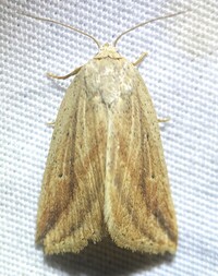 Amolita fessa