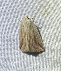 Amolita fessa