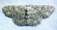 Hypomecis longipectinaria