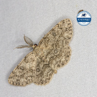 Hypomecis longipectinaria