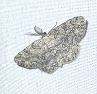 Hypomecis longipectinaria