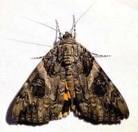 Catocala piatrix