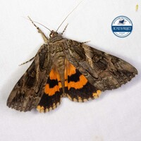 Catocala piatrix