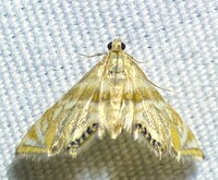 Petrophila canadensis