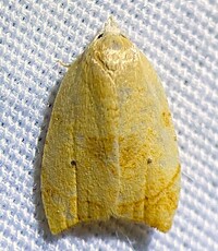 Coelostathma discopunctana