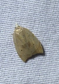 Coelostathma discopunctana