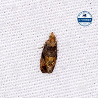 Paralobesia unidentified species
