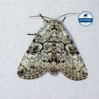 Charadra deridens