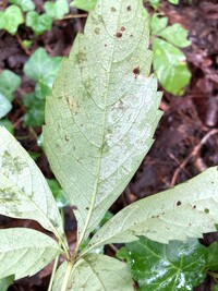Phyllocnistis ampelopsiella