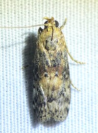 Sciota celtidella