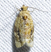 Argyrotaenia velutinana