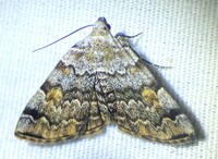 Idia americalis
