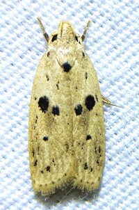 Scythropiodes issikii