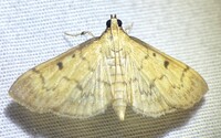 Herpetogramma fluctuosalis