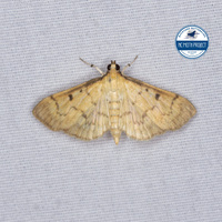 Herpetogramma fluctuosalis