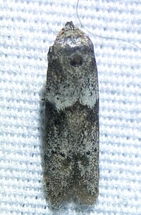 Blastobasis glandulella