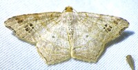 Macaria aemulataria