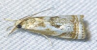 Microcrambus elegans