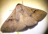 Panopoda carneicosta