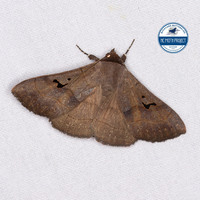 Panopoda carneicosta