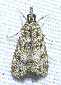 Eudonia heterosalis
