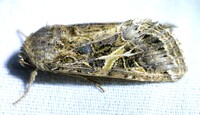 Spodoptera ornithogalli