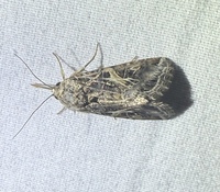 Spodoptera ornithogalli