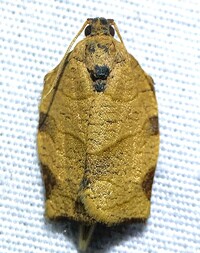 Choristoneura rosaceana