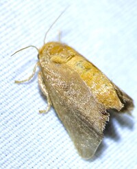 Isa textula