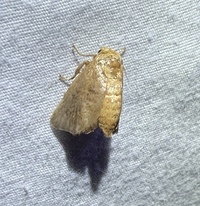 Isa textula