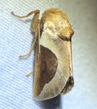 Prolimacodes badia