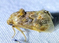 Isochaetes beutenmuelleri