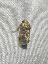 Isochaetes beutenmuelleri