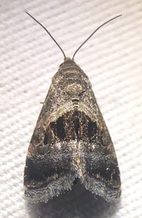 Tripudia rectangula