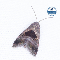 Tripudia rectangula