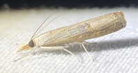 Parapediasia teterrellus