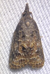 Platynota idaeusalis