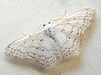 Idaea tacturata
