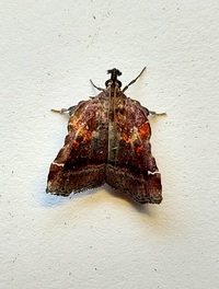Clydonopteron sacculana