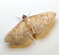 Herpetogramma theseusalis