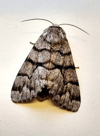 Panthea furcilla