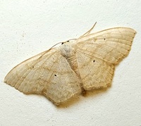 Scopula limboundata