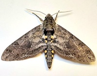 Manduca sexta