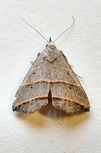 Colobochyla interpuncta
