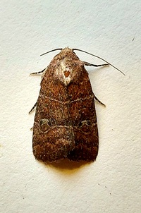 Elaphria grata