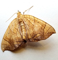 Eulithis gracilineata