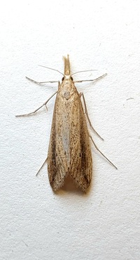 Donacaula unidentified species