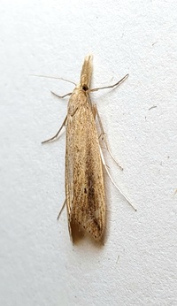 Donacaula unidentified species