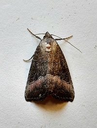 Ogdoconta cinereola