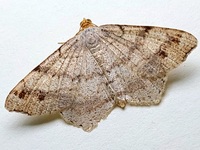 Macaria bisignata